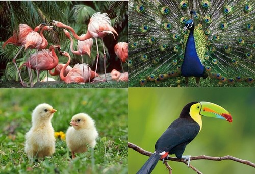 Ansichtskarte pfau tukan - pfau,