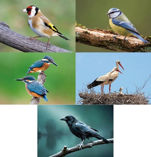 Ansichtskarte vögel - 3,