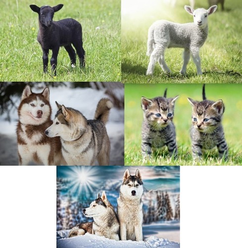 Ansichtskarte schaf katze - 3, d