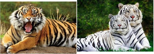 Ansichtskarte tiger - ansichtskarte,