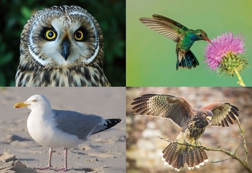 Ansichtskarte vögel - d,