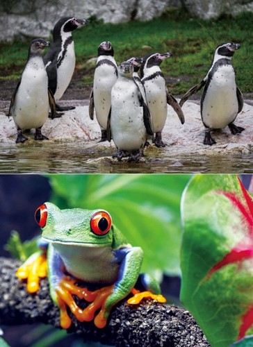 Ansichtskarte pinguine - d,