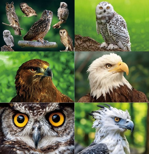 Ansichtskarte greifvögel - ansichtskarte,