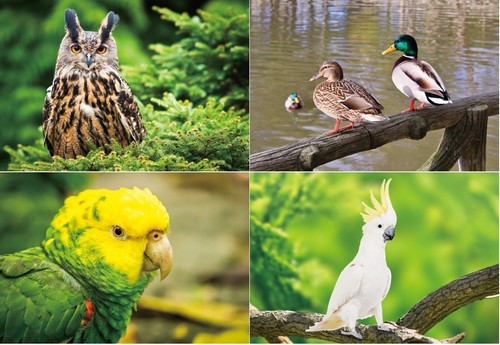 Ansichtskarte vögel vogel - 3,