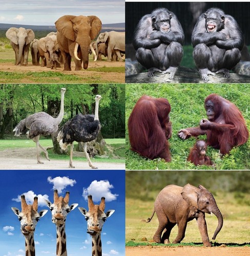 Ansichtskarte elefant affe - 3,