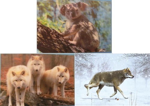 Ansichtskarte koala wolf - d,