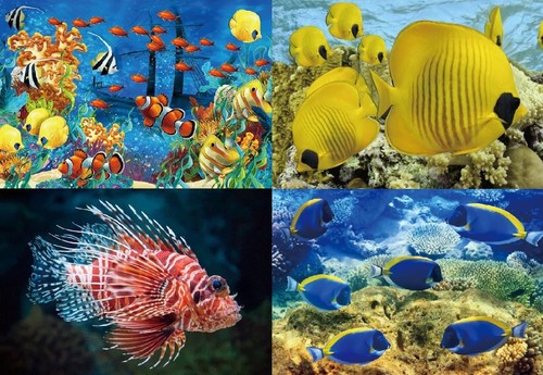 Ansichtskarte fische - 3,